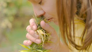 Health Benefits Of Using Recreational Marijuana Health Benefits Of Using Recreational Marijuana