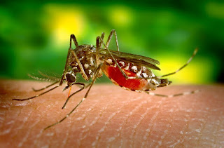 Everything you must know about Zika virus Everything you must know about zika virus