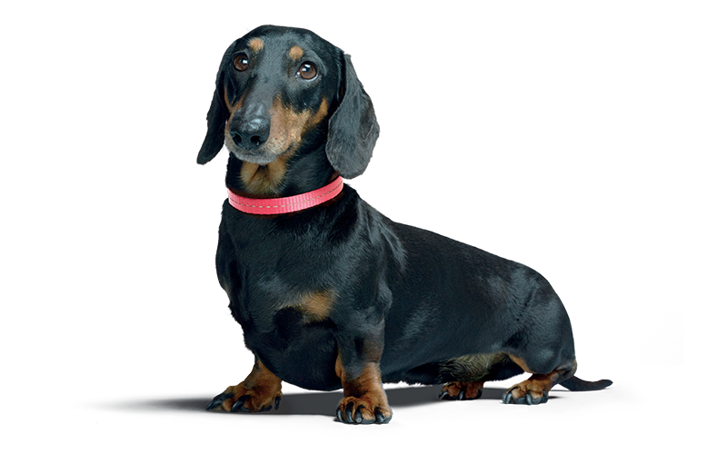 Stanley the dog